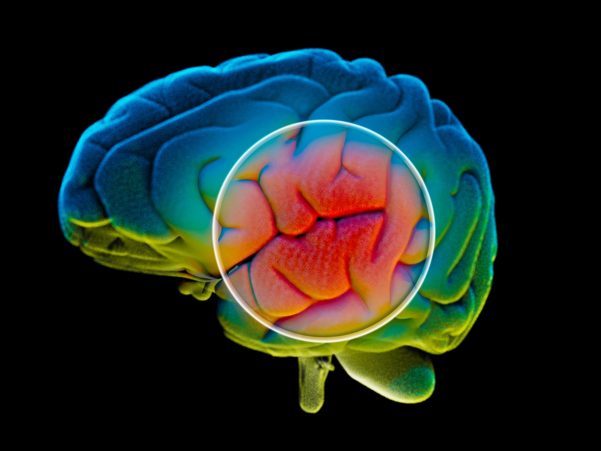 Dopamine Brain